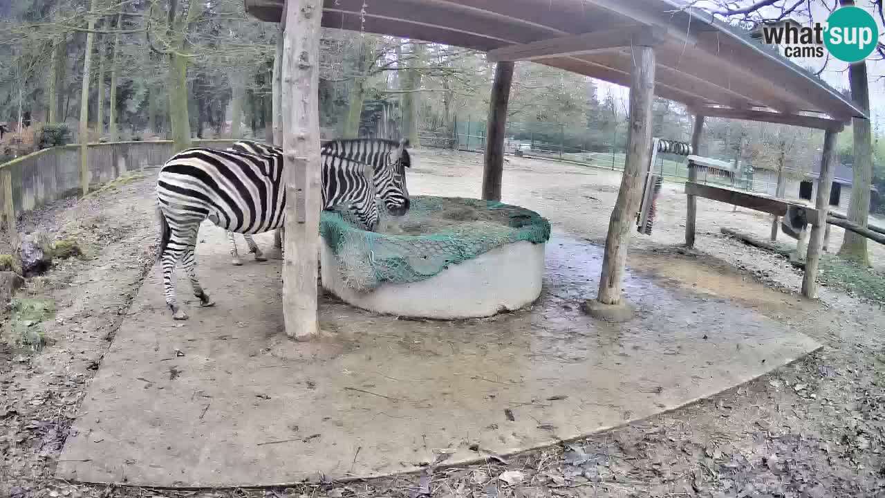 Live webcam Zebras in Ljubljana ZOO – Slovenia