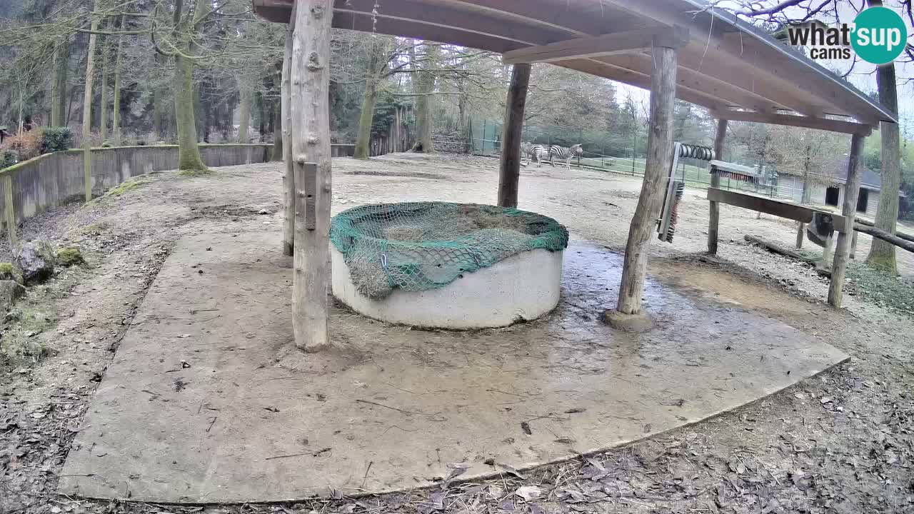 Live Webcam Zebras in Ljubljana ZOO – Slowenien