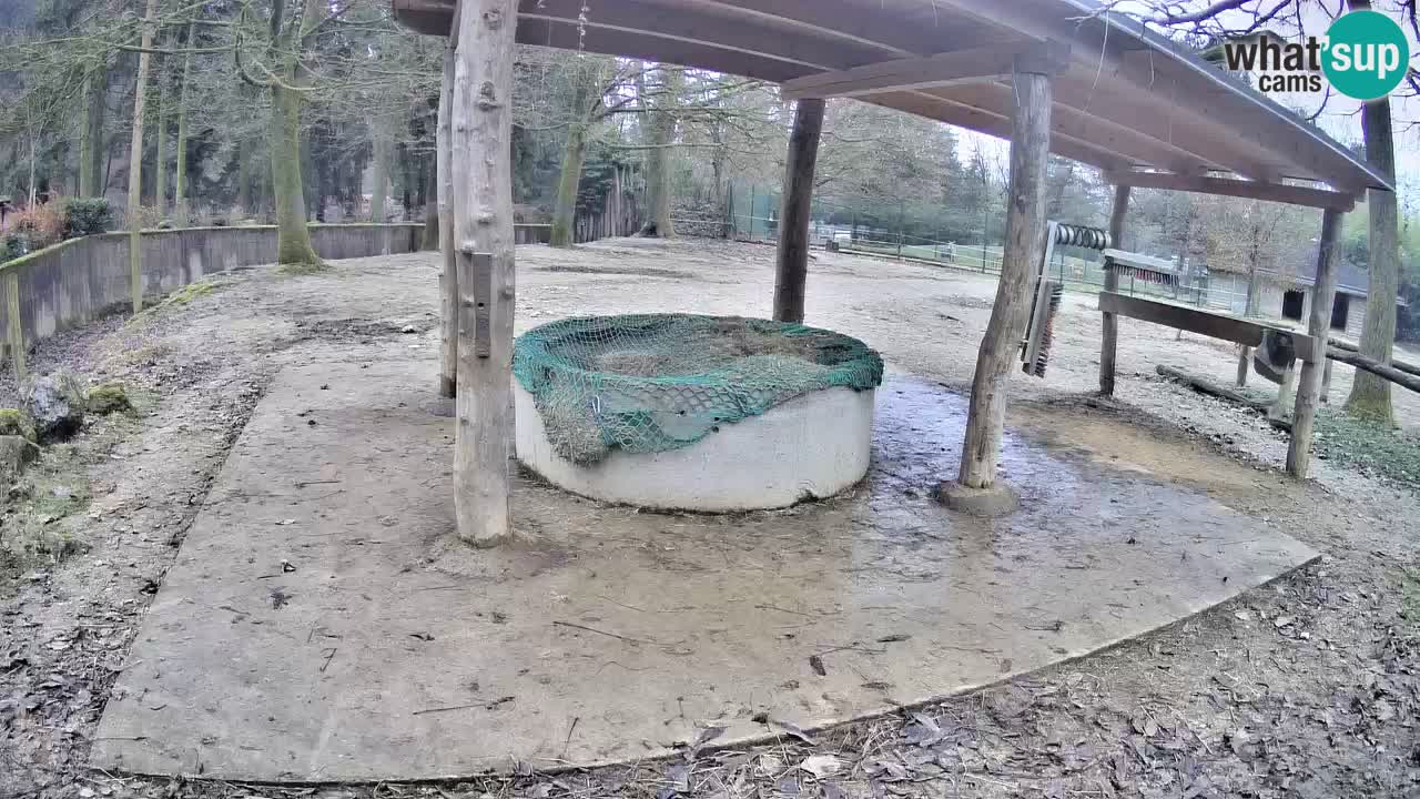 Le Zebre nello ZOO di Ljubljana – Slovenia Live webcam