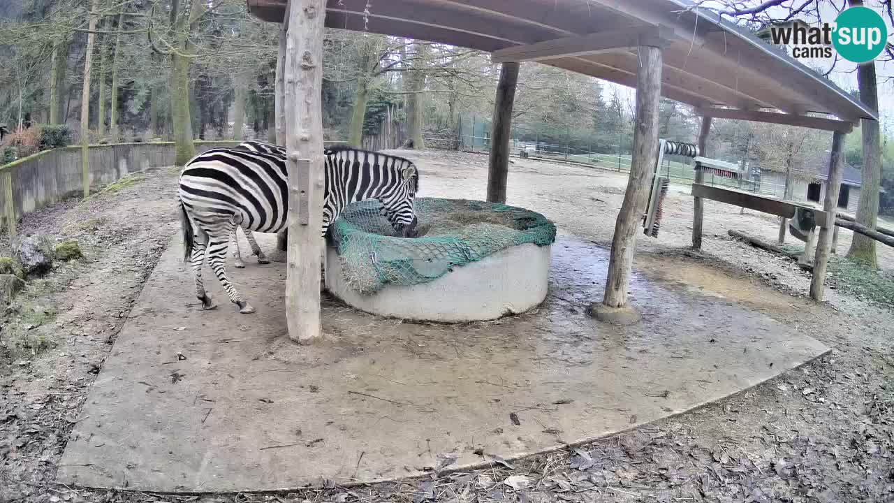 Zebre v živo v živalskem vrtu Ljubljana ZOO spletne kamere