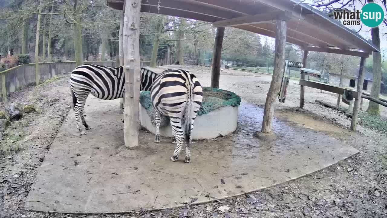 Le Zebre nello ZOO di Ljubljana – Slovenia Live webcam