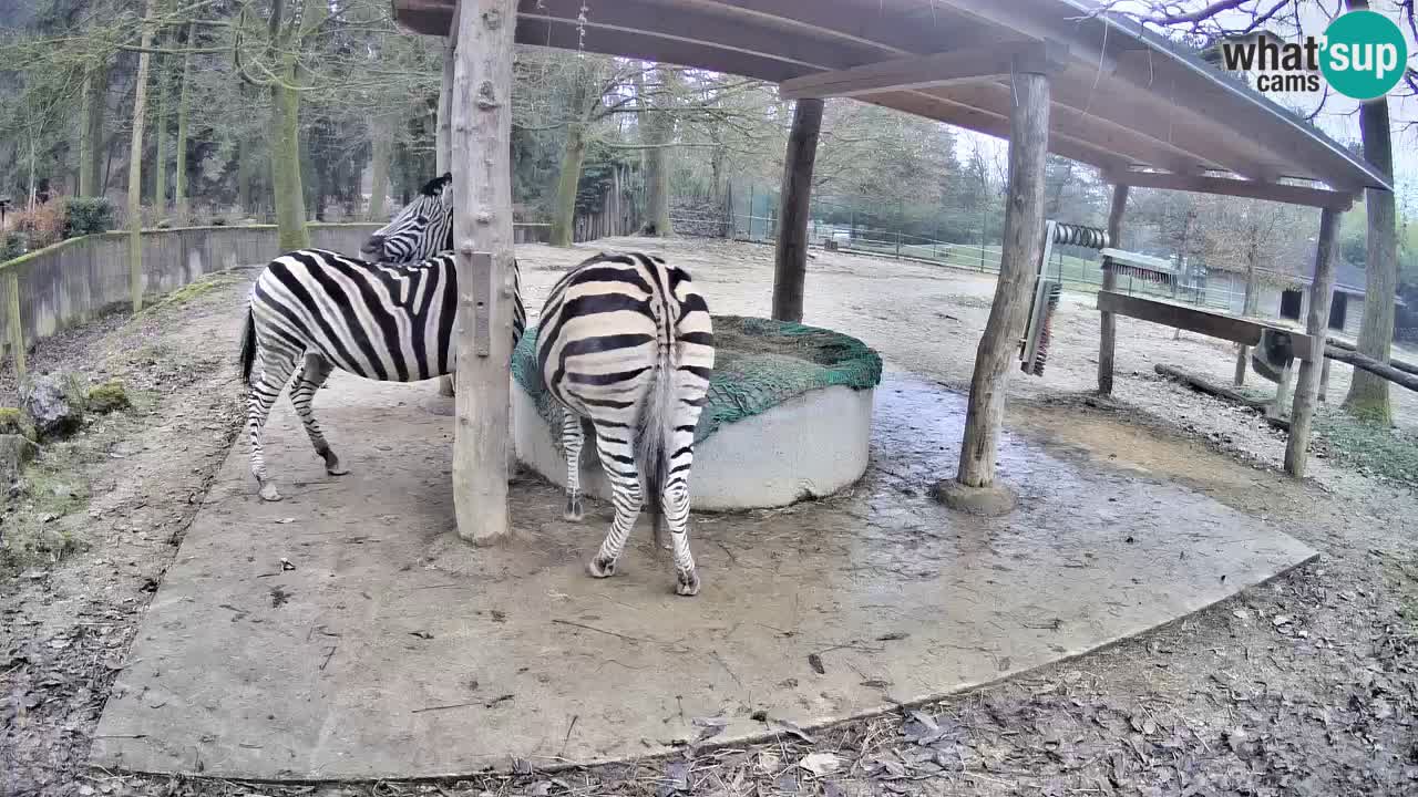 Le Zebre nello ZOO di Ljubljana – Slovenia Live webcam