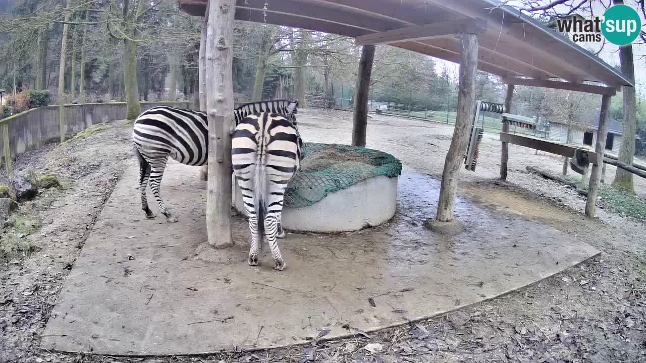Live webcam Zebras in Ljubljana ZOO – Slovenia