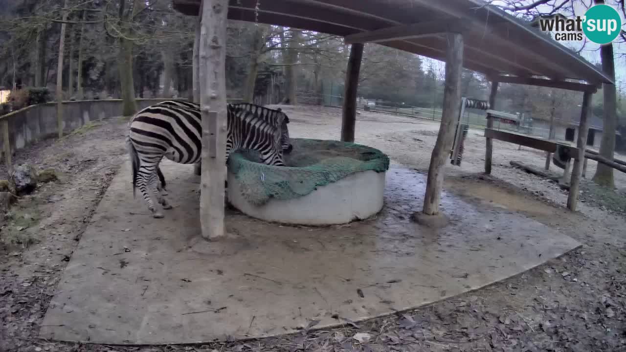 Le Zebre nello ZOO di Ljubljana – Slovenia Live webcam