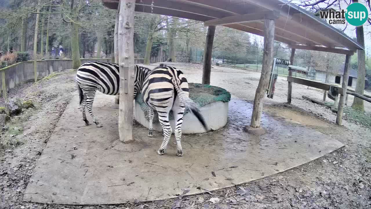 Le Zebre nello ZOO di Ljubljana – Slovenia Live webcam