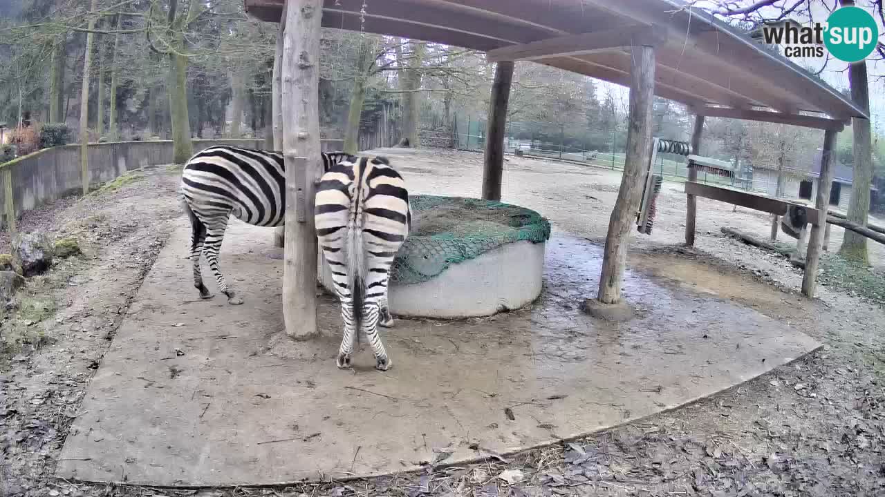 Le Zebre nello ZOO di Ljubljana – Slovenia Live webcam