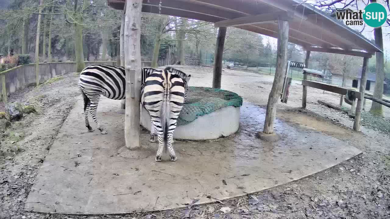 Camera en vivo Cebras in Ljubljana ZOO – Eslovenia