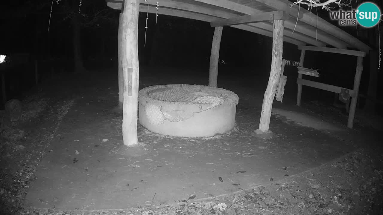 Live webcam Les zèbres in Ljubljana ZOO – Slovénie