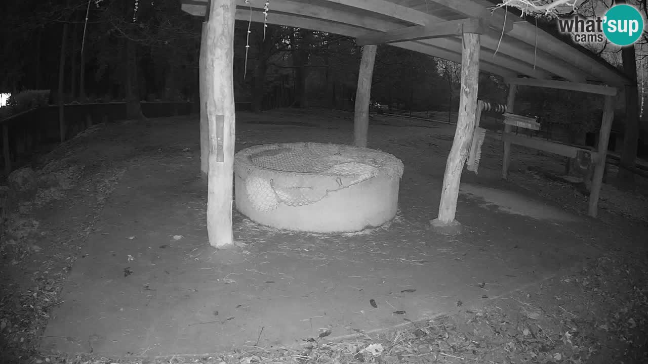 Live webcam Les zèbres in Ljubljana ZOO – Slovénie