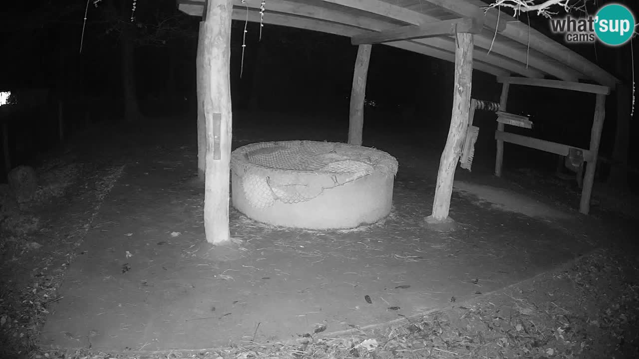 Live webcam Les zèbres in Ljubljana ZOO – Slovénie