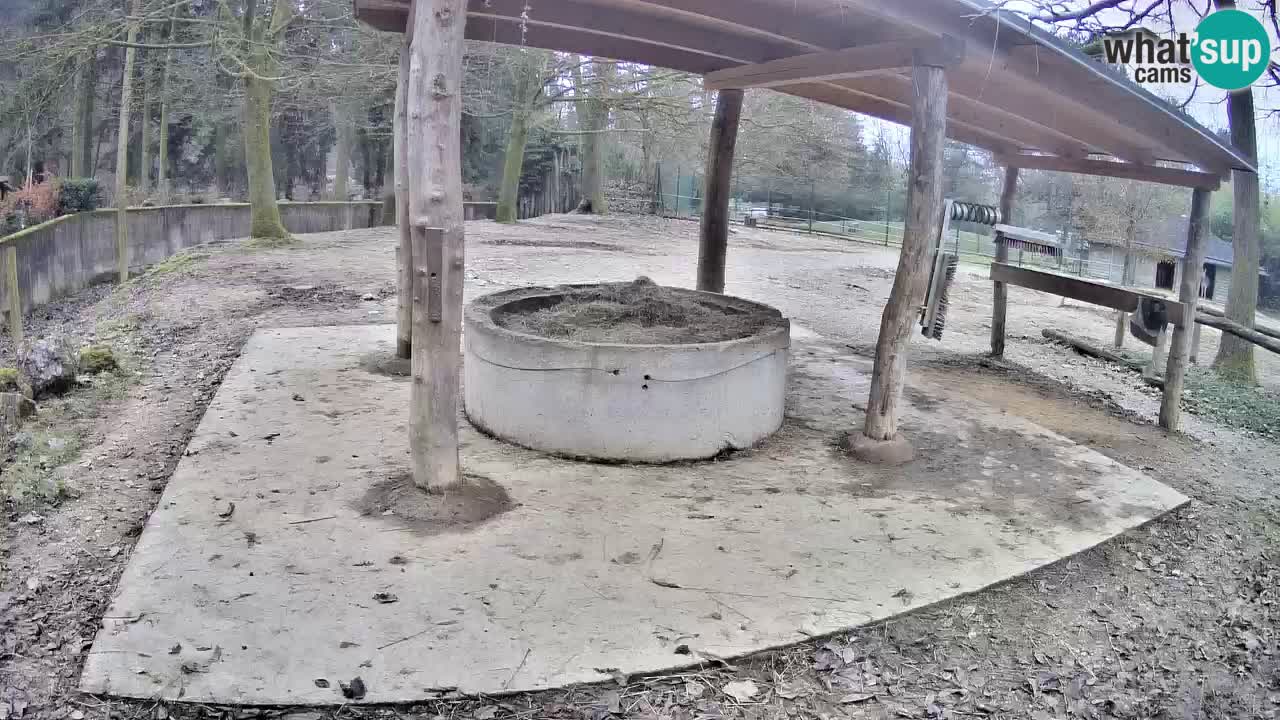 Camera en vivo Cebras in Ljubljana ZOO – Eslovenia