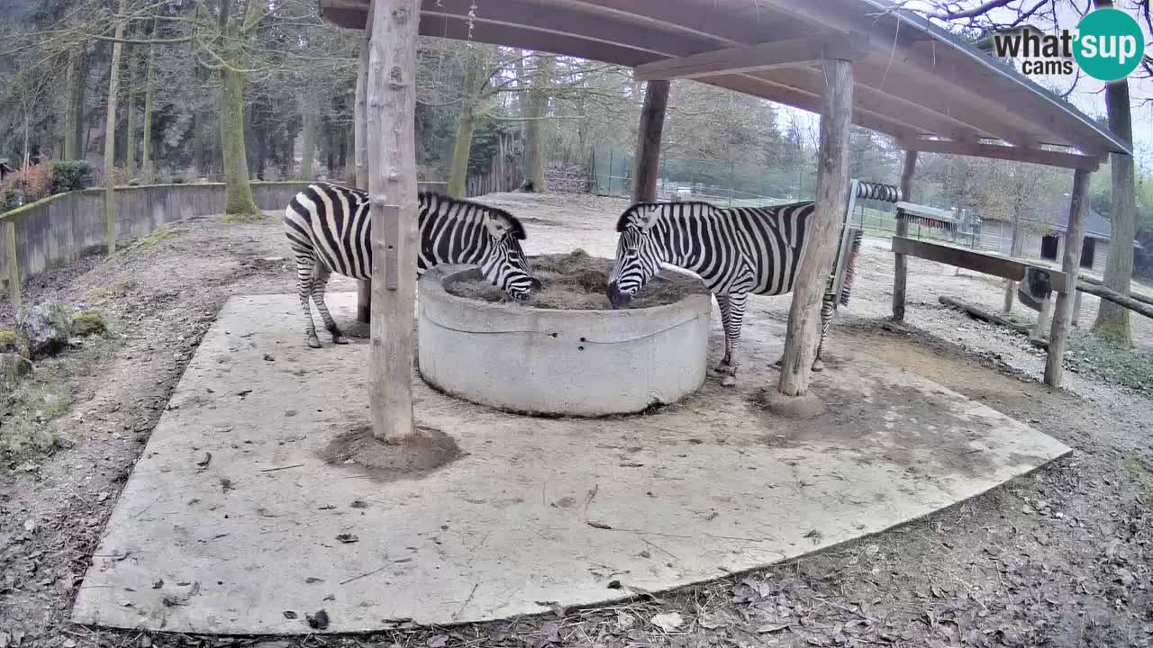 Live webcam Les zèbres in Ljubljana ZOO – Slovénie