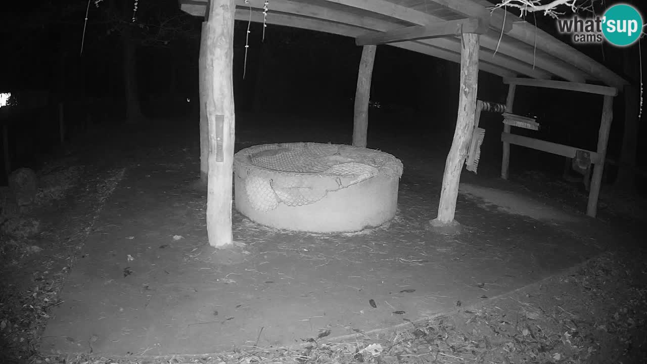 Web kamera uživo Zebras u ZOO Ljubljana – Slovenija