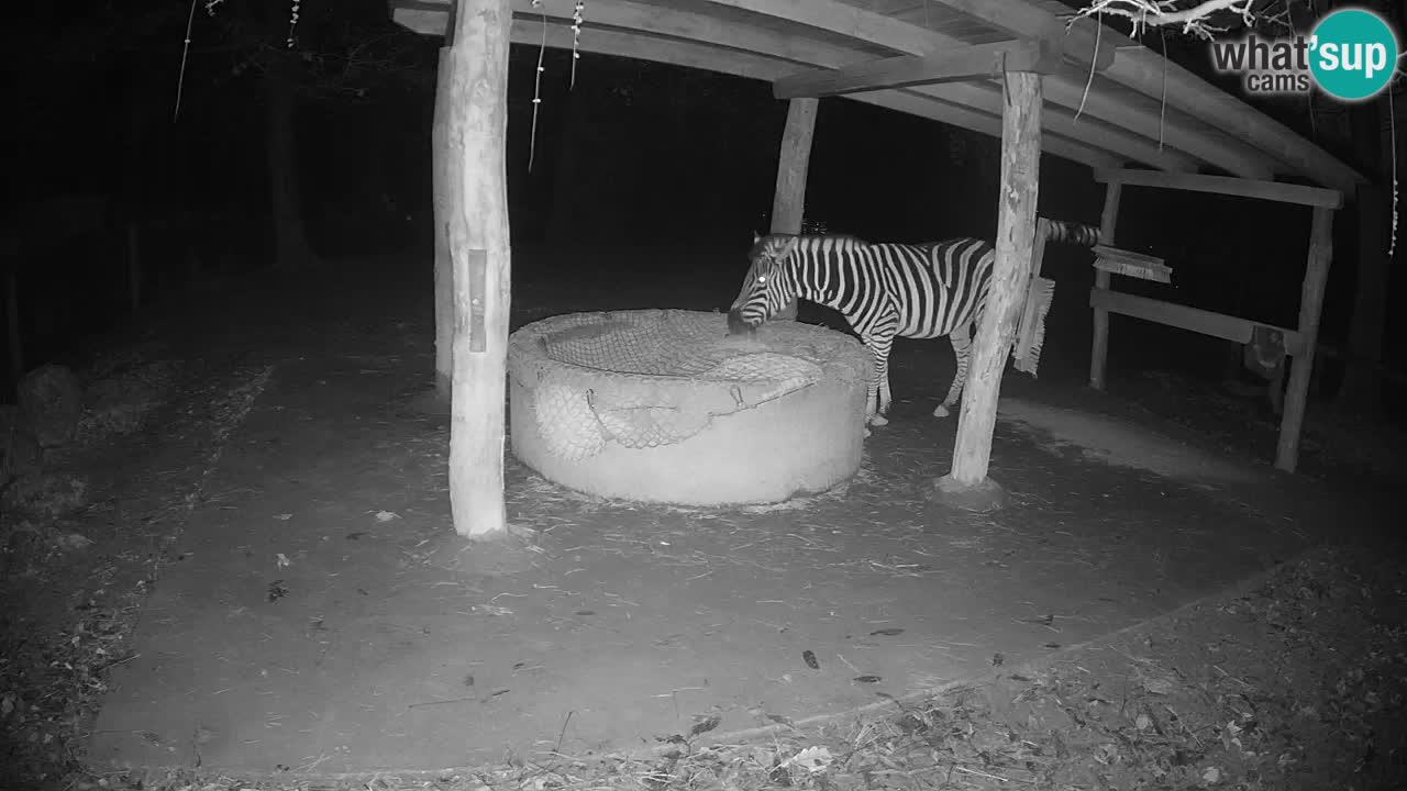 Web kamera uživo Zebras u ZOO Ljubljana – Slovenija