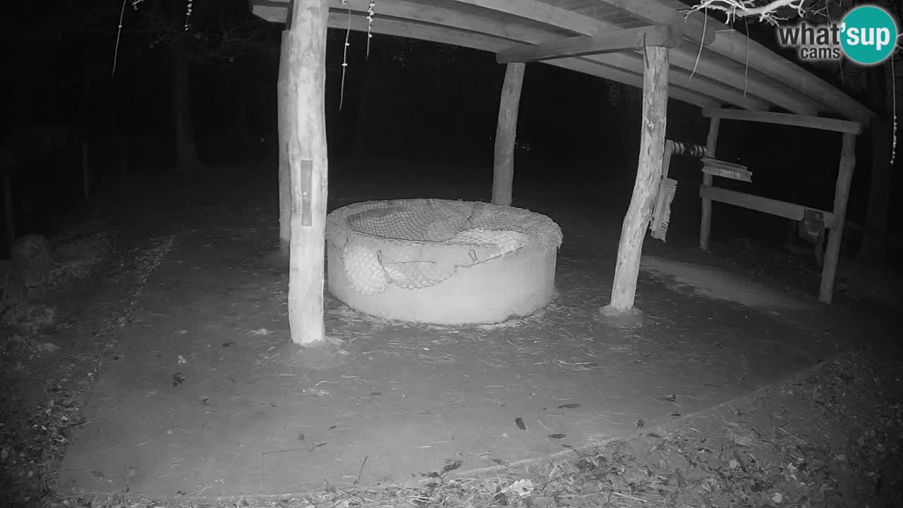 Le Zebre nello ZOO di Ljubljana – Slovenia Live webcam