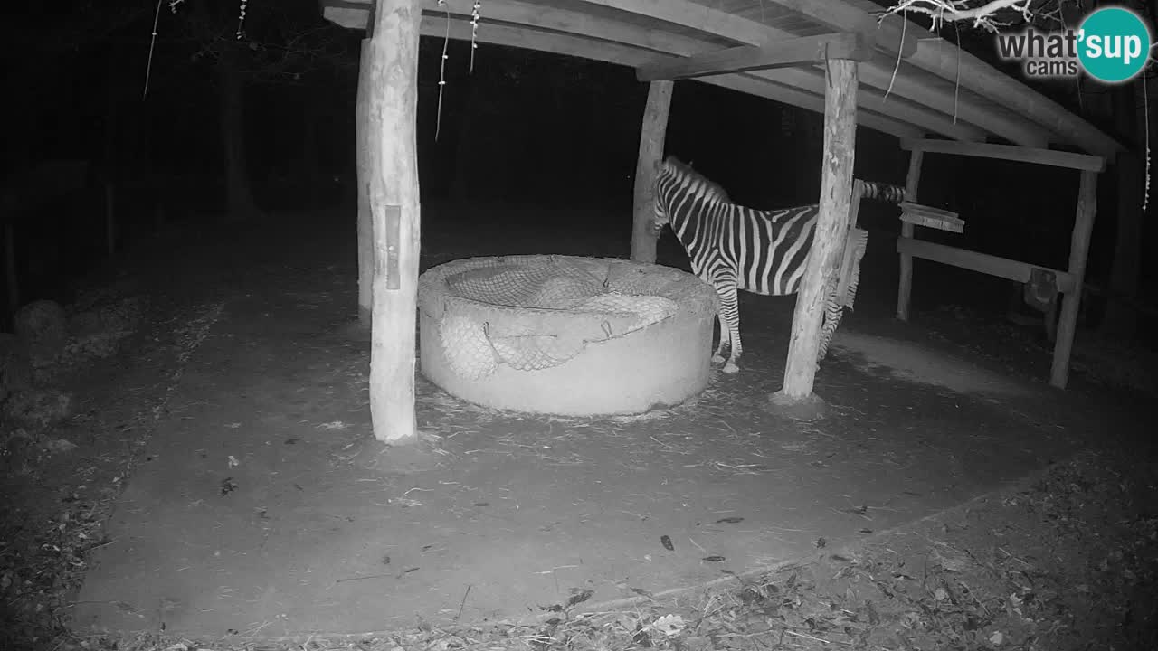 Zebre v živo v živalskem vrtu Ljubljana ZOO spletne kamere