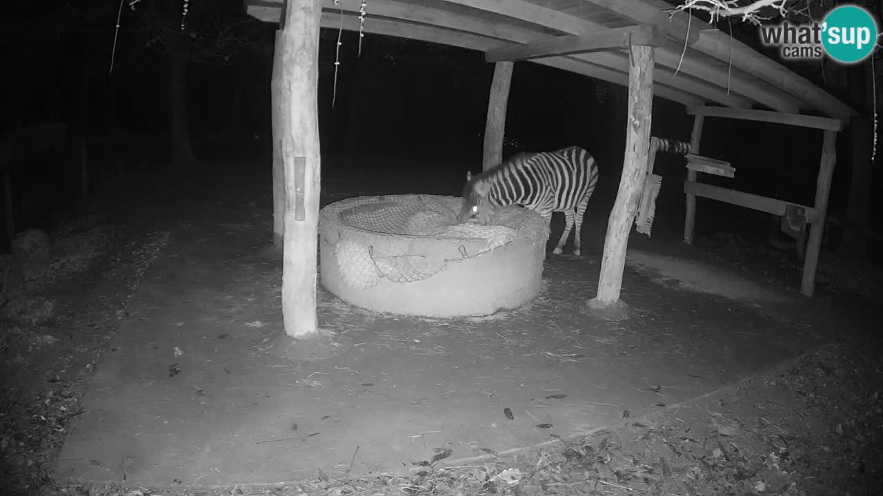 Live webcam Zebras in Ljubljana ZOO – Slovenia