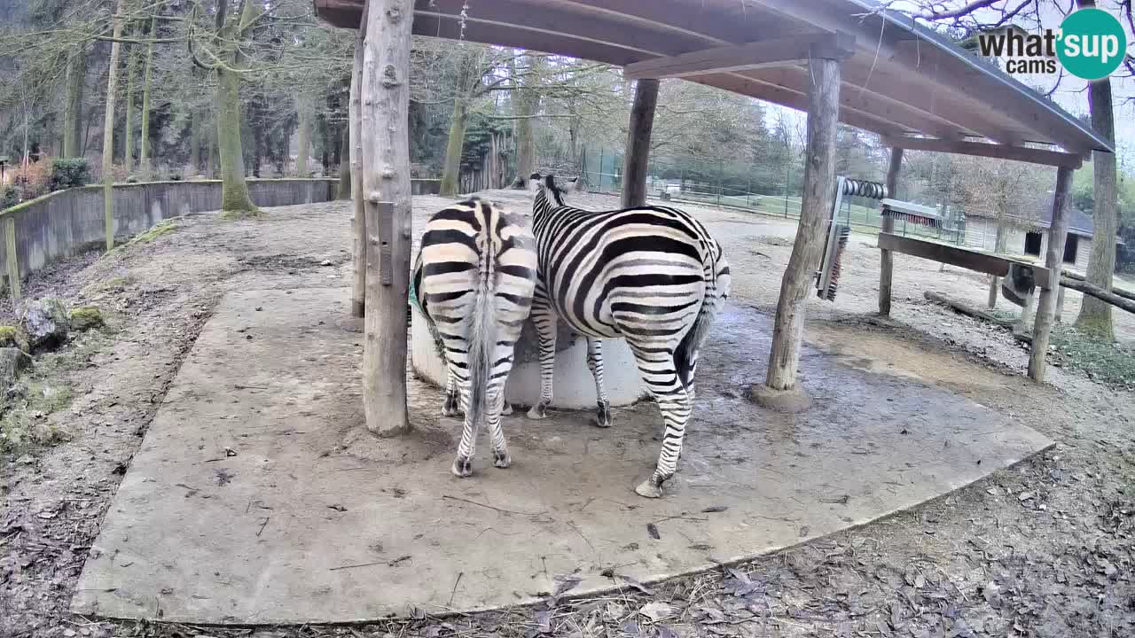 Web kamera uživo Zebras u ZOO Ljubljana – Slovenija