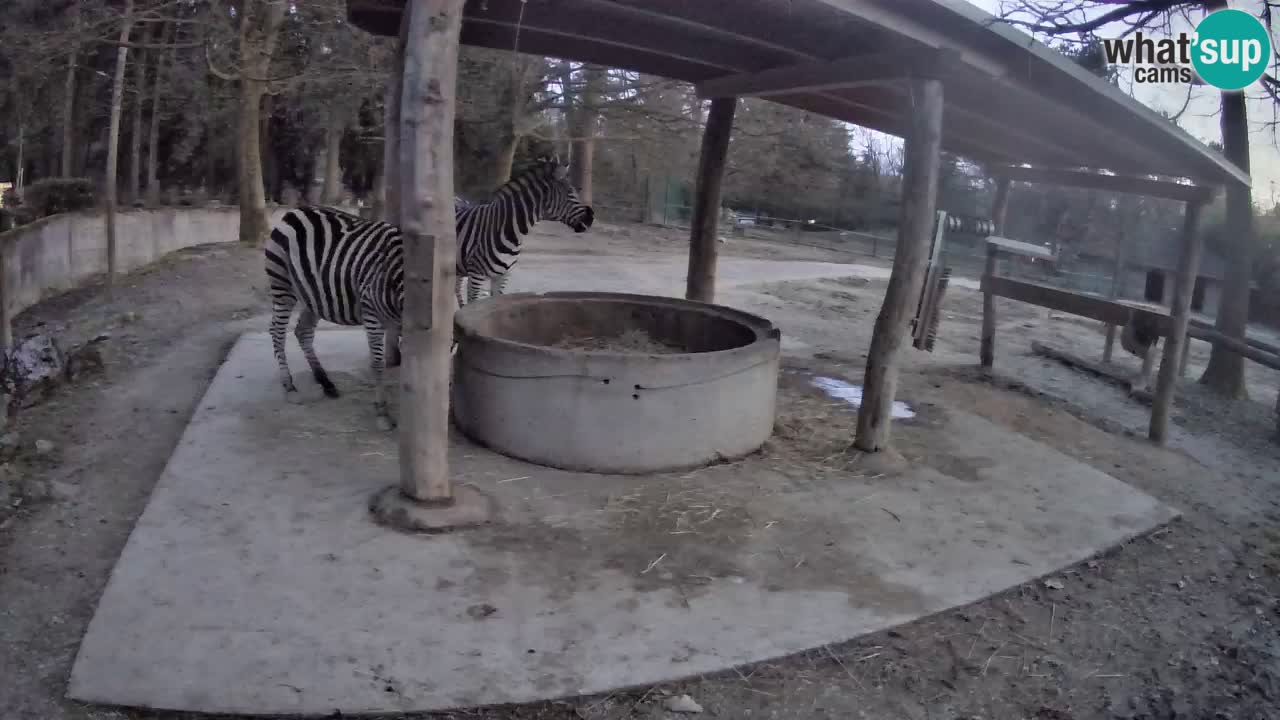 Web kamera uživo Zebras u ZOO Ljubljana – Slovenija