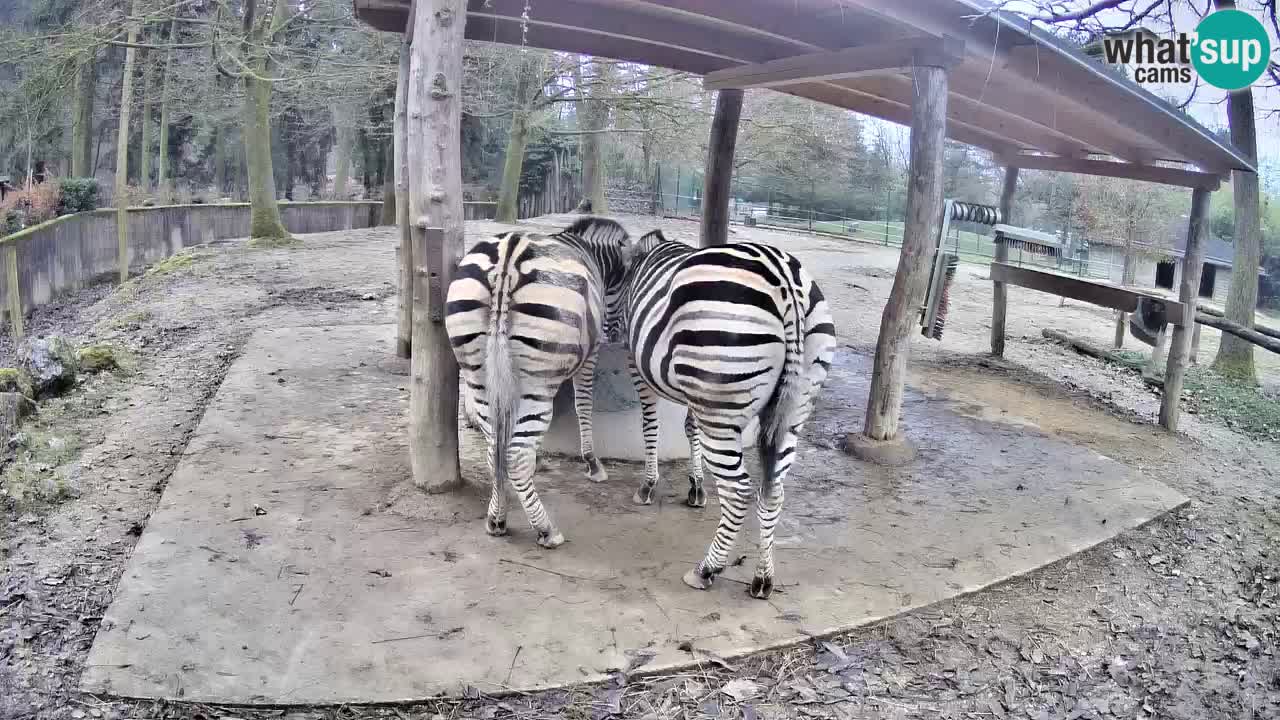 Le Zebre nello ZOO di Ljubljana – Slovenia Live webcam