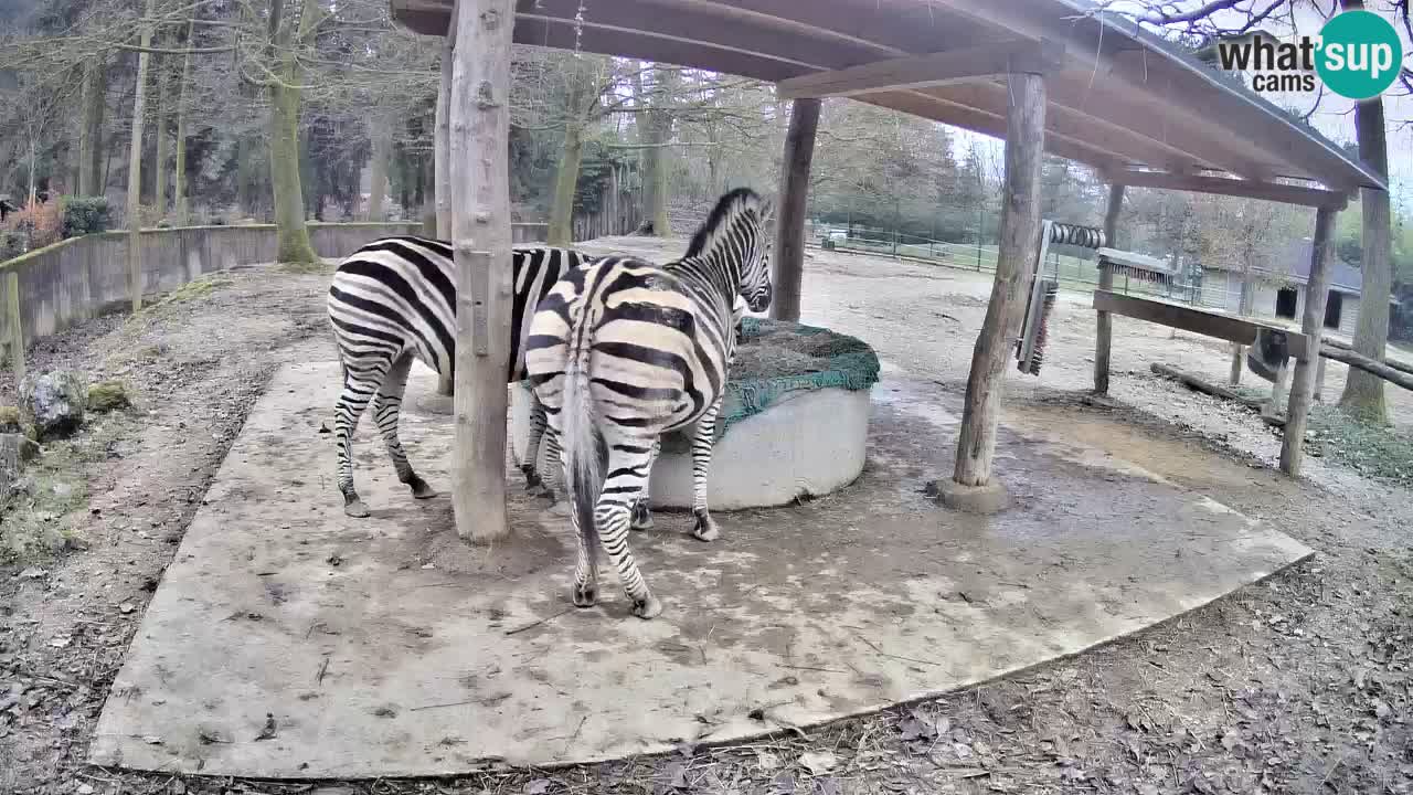 Web kamera uživo Zebras u ZOO Ljubljana – Slovenija