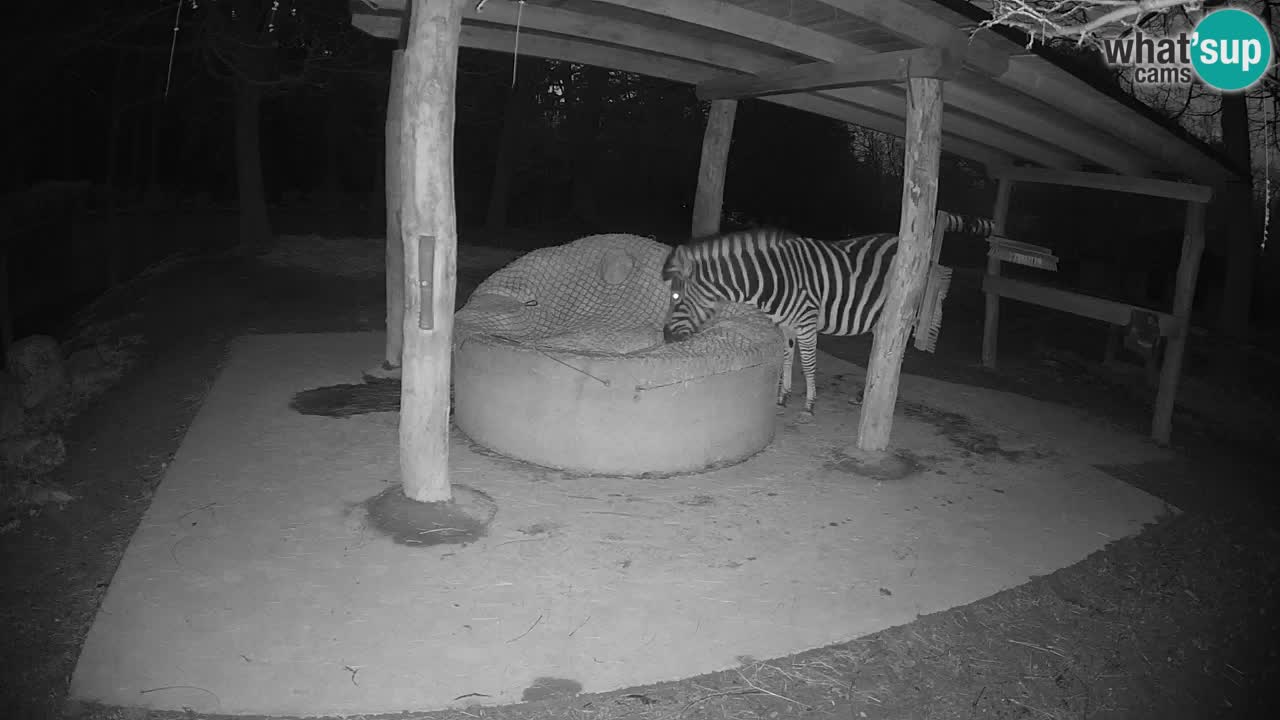 Le Zebre nello ZOO di Ljubljana – Slovenia Live webcam