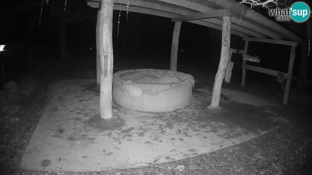 Live webcam Zebras in Ljubljana ZOO – Slovenia