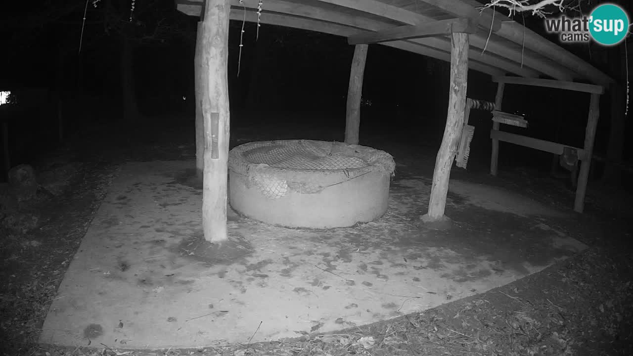 Le Zebre nello ZOO di Ljubljana – Slovenia Live webcam