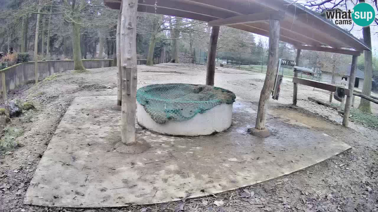 Zebre v živo v živalskem vrtu Ljubljana ZOO spletne kamere