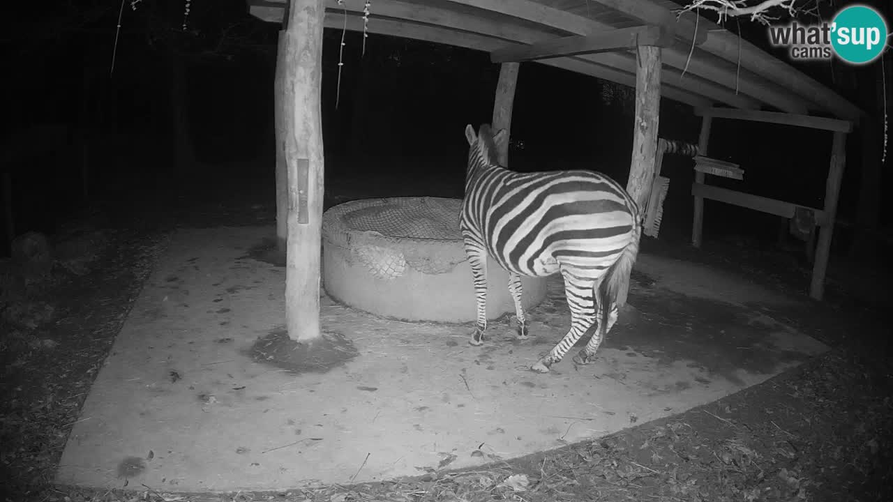 Zebre v živo v živalskem vrtu Ljubljana ZOO spletne kamere
