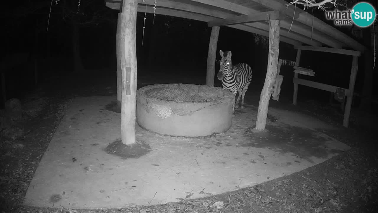 Le Zebre nello ZOO di Ljubljana – Slovenia Live webcam