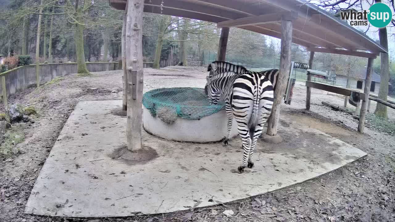 Zebre v živo v živalskem vrtu Ljubljana ZOO spletne kamere