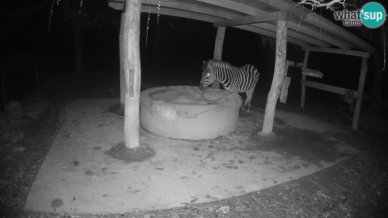 Le Zebre nello ZOO di Ljubljana – Slovenia Live webcam