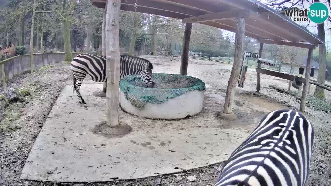 Zebre v živo v živalskem vrtu Ljubljana ZOO spletne kamere