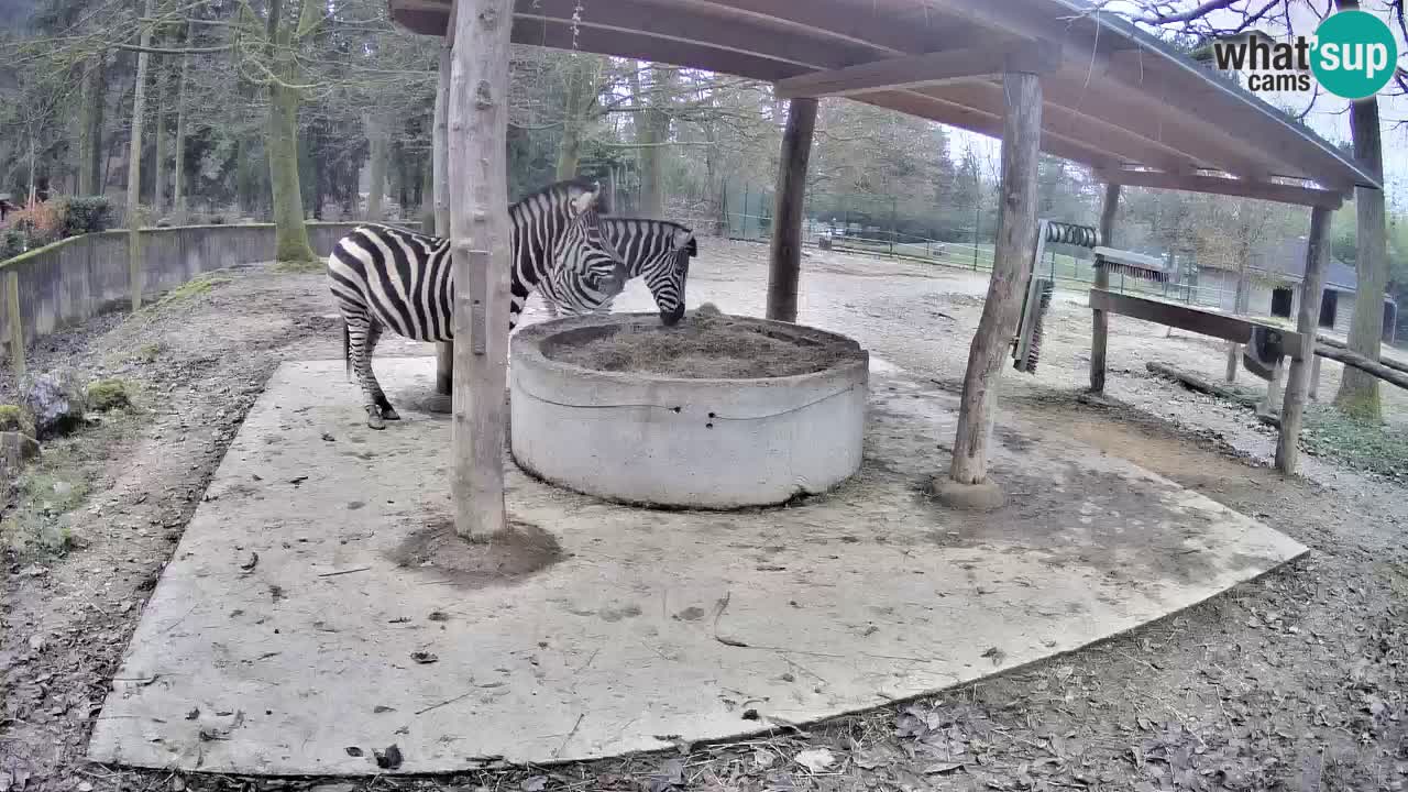 Live webcam Les zèbres in Ljubljana ZOO – Slovénie