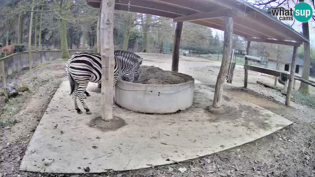 Live webcam Zebras in Ljubljana ZOO – Slovenia