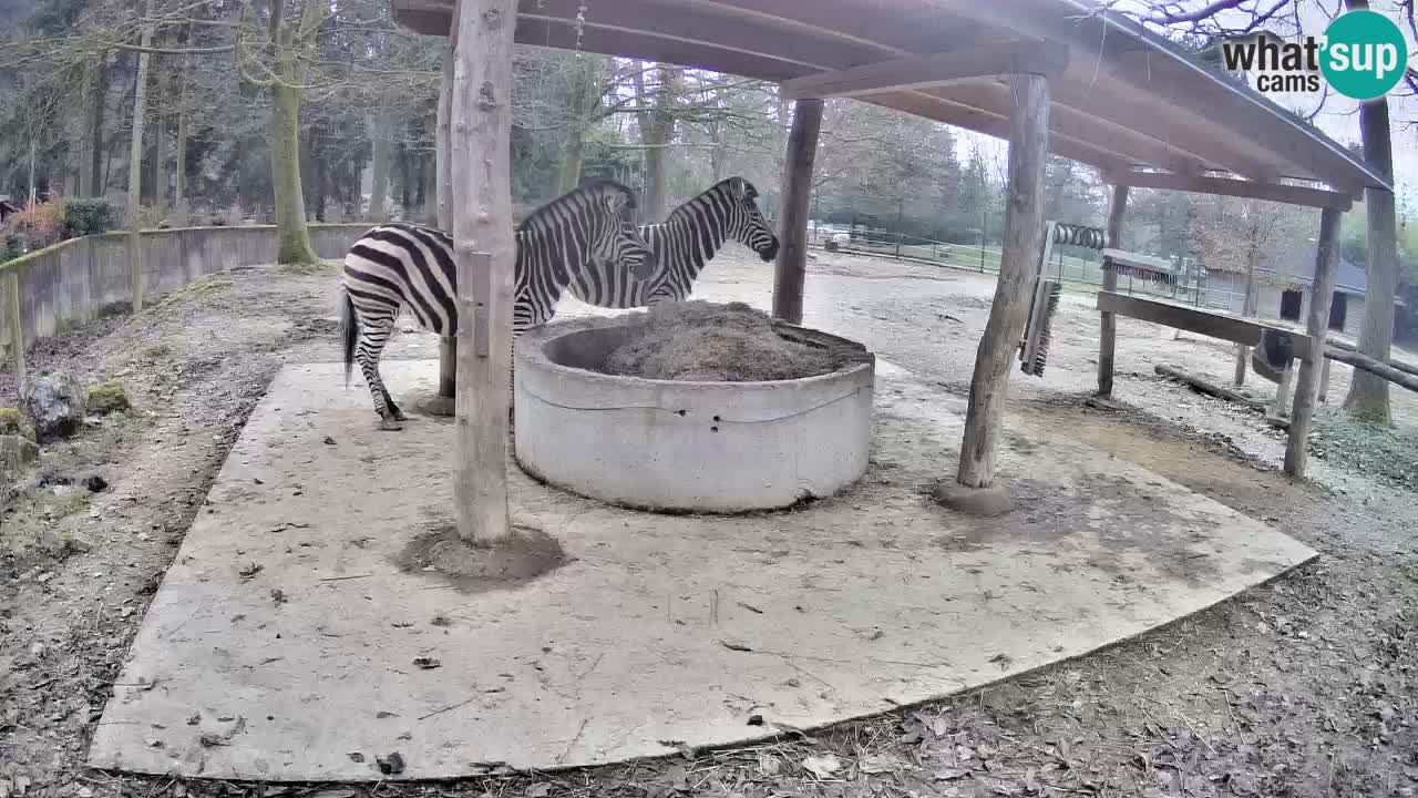 Live webcam Zebras in Ljubljana ZOO – Slovenia