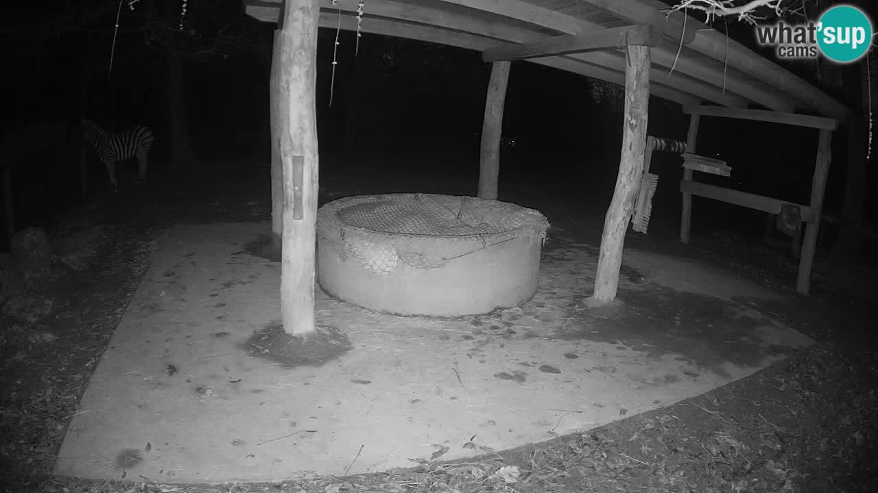 Camera en vivo Cebras in Ljubljana ZOO – Eslovenia