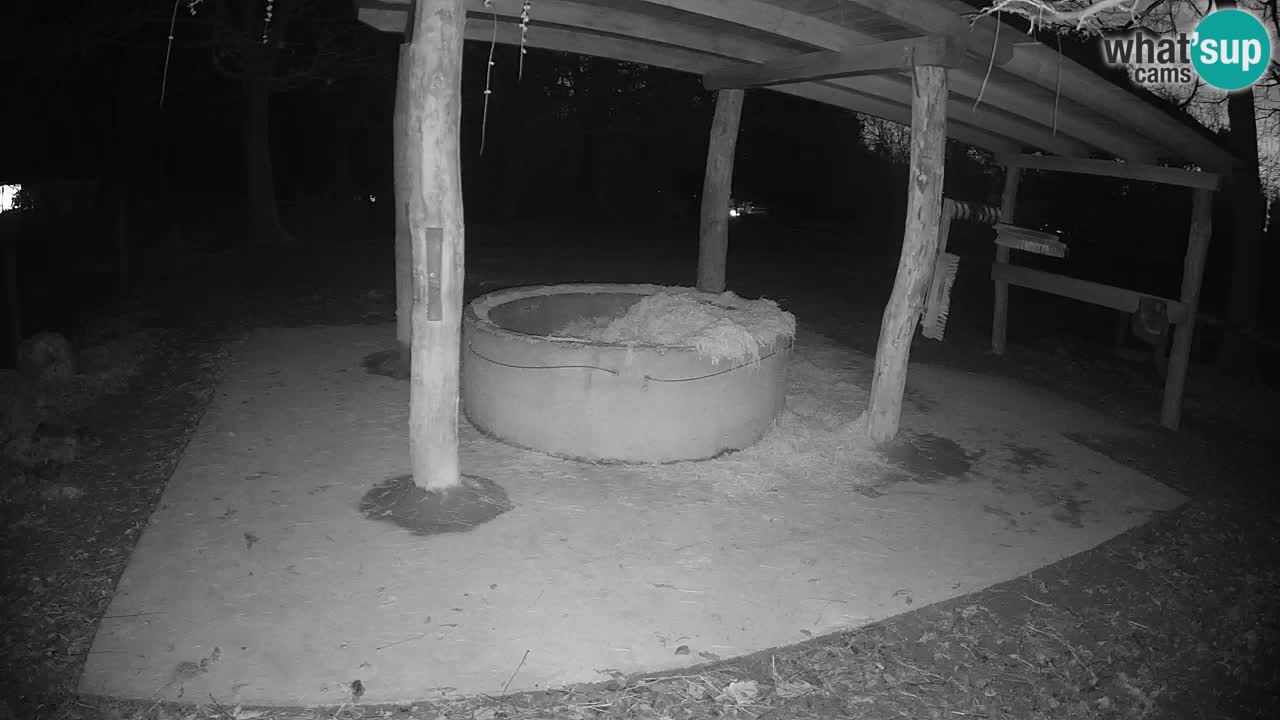 Zebre v živo v živalskem vrtu Ljubljana ZOO spletne kamere