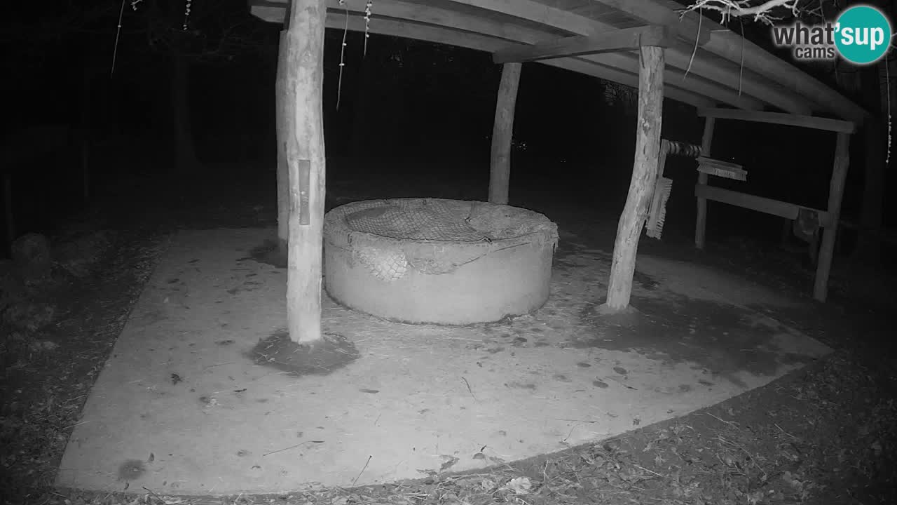 Live webcam Zebras in Ljubljana ZOO – Slovenia