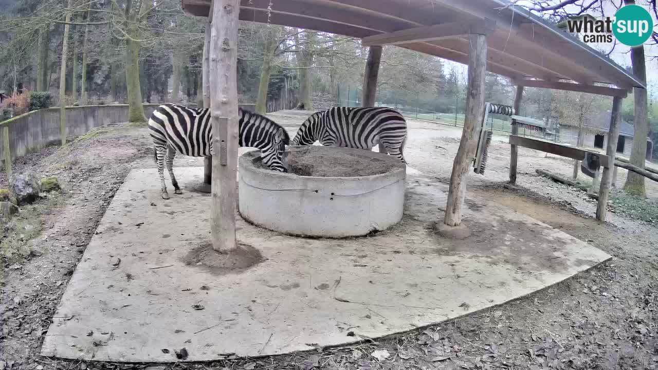Camera en vivo Cebras in Ljubljana ZOO – Eslovenia