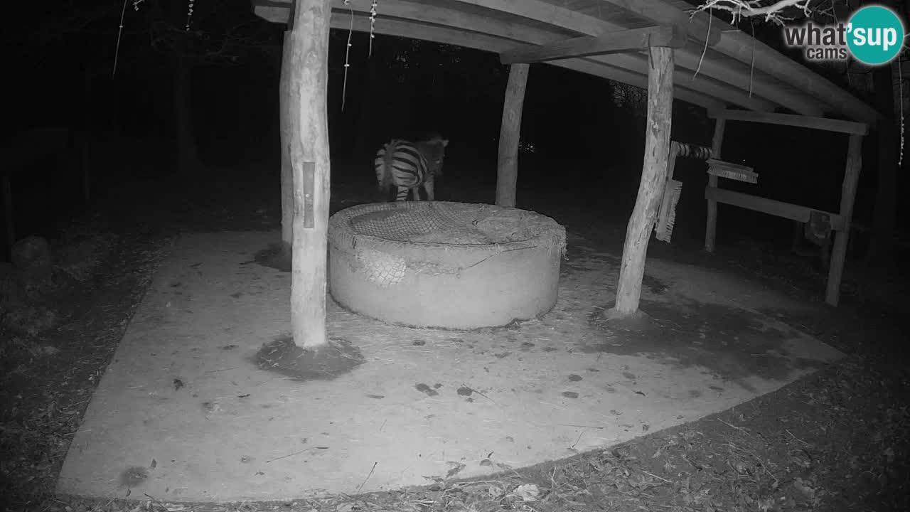 Camera en vivo Cebras in Ljubljana ZOO – Eslovenia