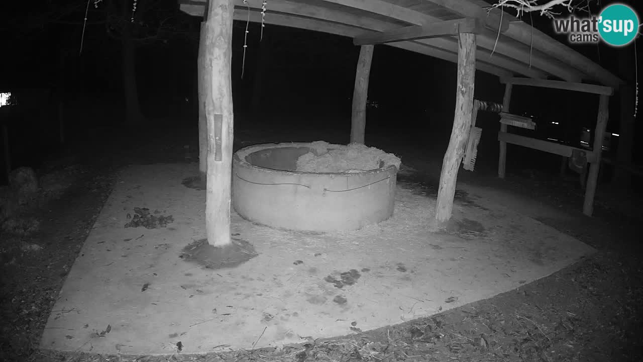 Live webcam Zebras in Ljubljana ZOO – Slovenia