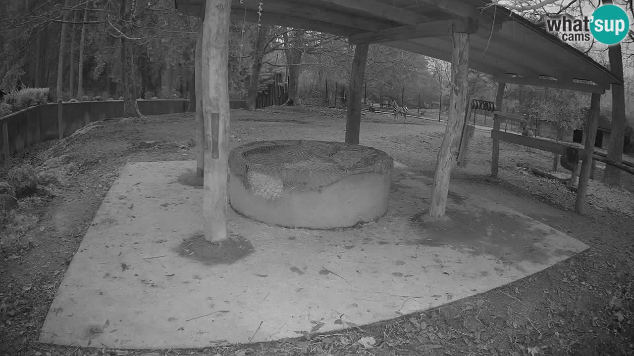 Live webcam Zebras in Ljubljana ZOO – Slovenia