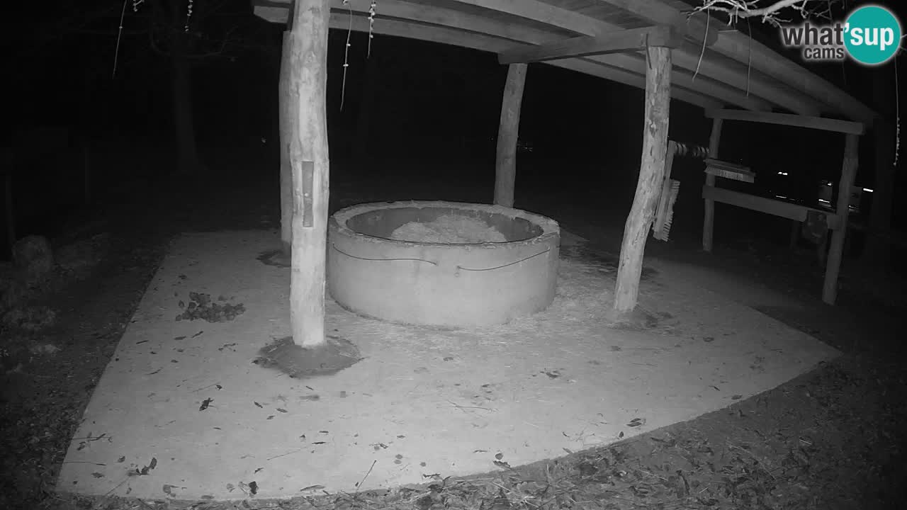 Live Webcam Zebras in Ljubljana ZOO – Slowenien