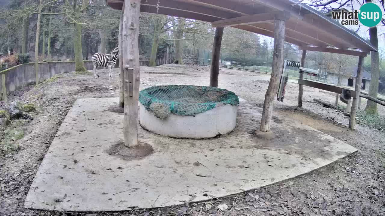 Live webcam Zebras in Ljubljana ZOO – Slovenia
