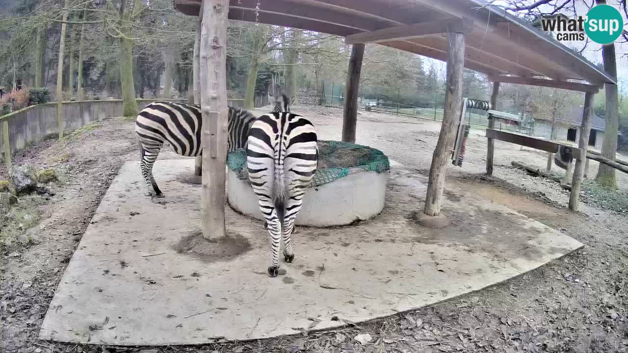 Camera en vivo Cebras in Ljubljana ZOO – Eslovenia