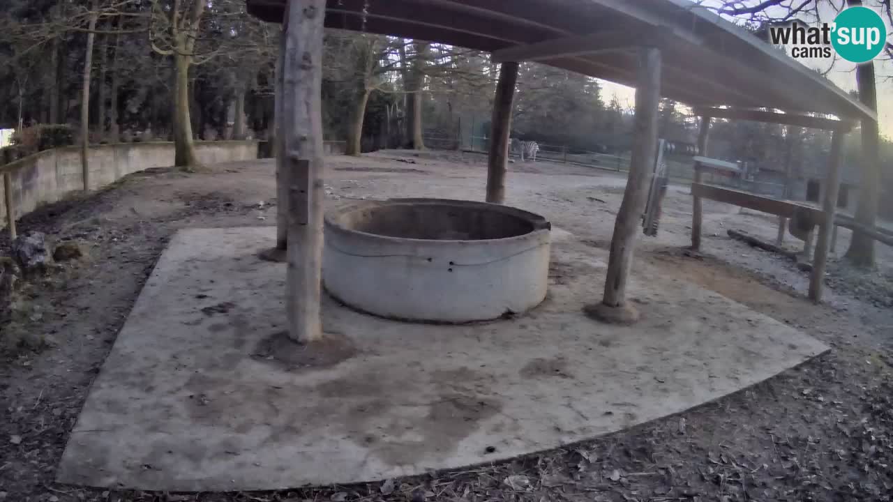 Live webcam Les zèbres in Ljubljana ZOO – Slovénie