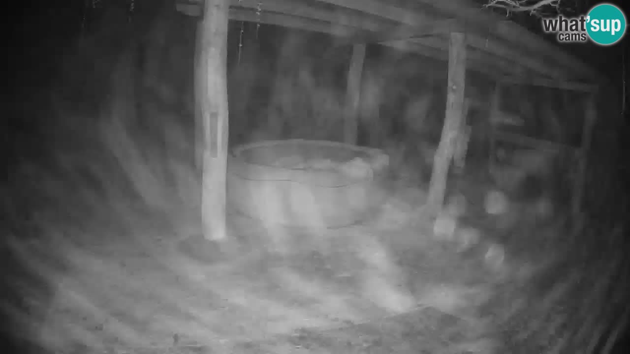 Live webcam Zebras in Ljubljana ZOO – Slovenia