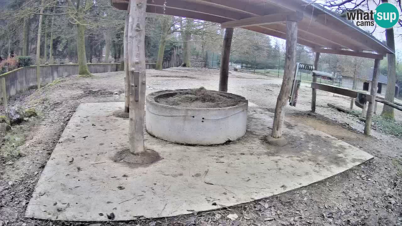 Camera en vivo Cebras in Ljubljana ZOO – Eslovenia